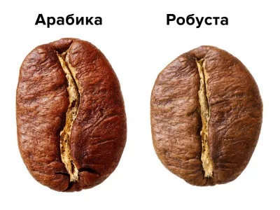 Отличия кофе арабики от робусты